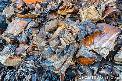 Agave Used in Mezcal Stock Photo