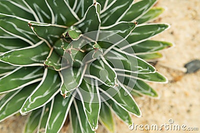 Agave victoriae-reginae `Golden Princess` , Beautiful Cactus Stock Photo