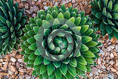 Agave victoriae-reginae Queen Victoria agave, royal agave is a small species of succulent flowering perennial plant, noted for i Stock Photo