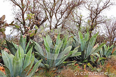 Agaves for mezcal in the mine of mineral de pozos guanajuato, mexico Stock Photo