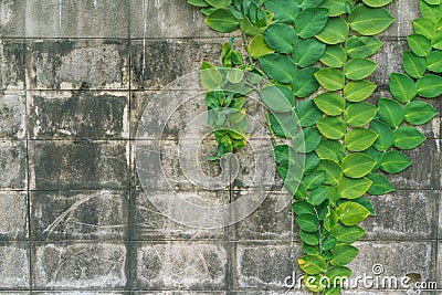 Aged dirty brick wall with green huge leaves climbing decorated Stock Photo