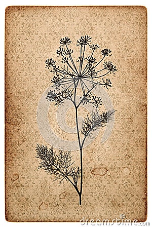 Aged paper texture dill plant silhouette Vintage background Stock Photo