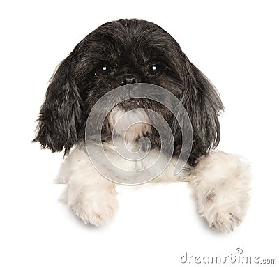 Aged Shi Tzu dog above banner Stock Photo