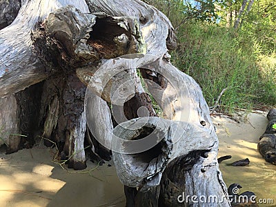 Aged tree trunk beach Editorial Stock Photo