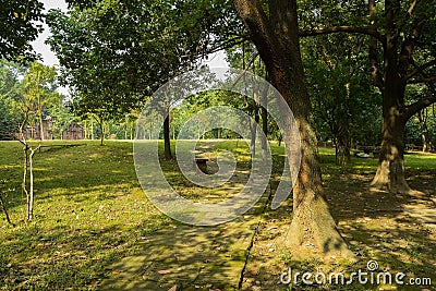 Aged trees by shaded path on sunny day Stock Photo