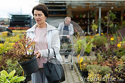 Aged woman customer buying plants in open-air market Stock Photo