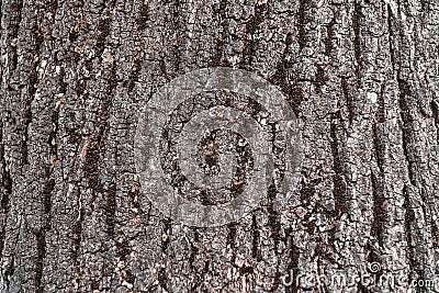 Aged wooden texture macro photo. Grey timber with weathered cracks. Natural background. Vintage or boho backdrop. Sea Stock Photo