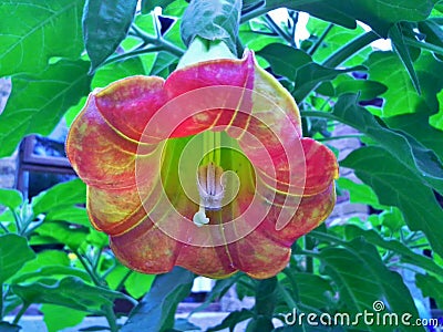 Ageing Brugmansia Sanguinea at an Angle - Landscape Stock Photo