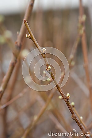 Agen Plum tree Stock Photo