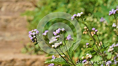 Ageratum conyzoides also known as Tropical whiteweed, Bastard argimony, Floss flower, Goat weed Stock Photo