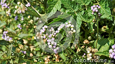 Ageratum conyzoides also known as Tropical whiteweed, Bastard argimony, Floss flower, Goat weed Stock Photo