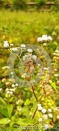 Ageratum, Flass Flower, Appa grass Stock Photo