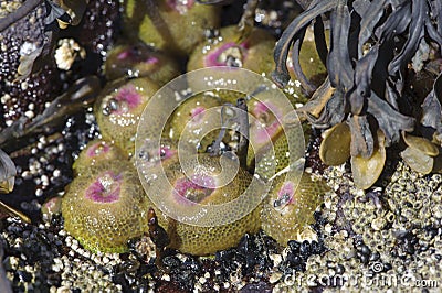 Aggregating anemone (Anthoplura elegantissima) Stock Photo