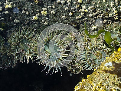 Aggregating Sea Anemone Anthopleura elegantissima Stock Photo