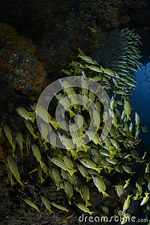 Aggregation of Yellow Fish in Blue Waters of Maldives Stock Photo