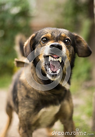 Aggressive, angry dog Stock Photo