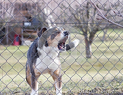 Aggressive barking dog behind fence guarding garden. Stock Photo