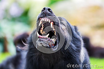 Aggressive barking old German Shepherd dog Stock Photo