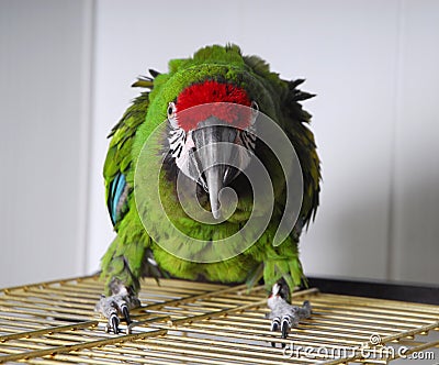 Aggressive bright parrot Stock Photo