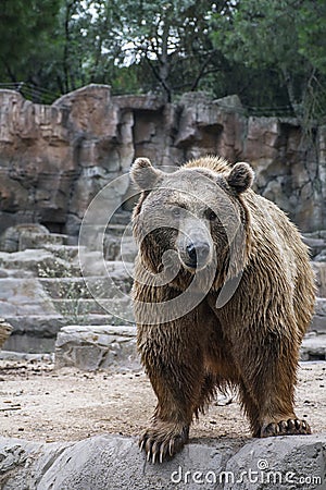 Aggressive brown bear is standing in the forest Stock Photo