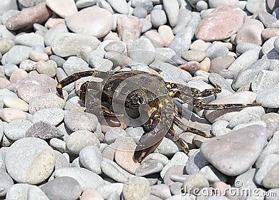 Aggressive crab on the background of sea pebbles. The crab went out to warm up on a warm summer beach. Soft, selective focus Stock Photo