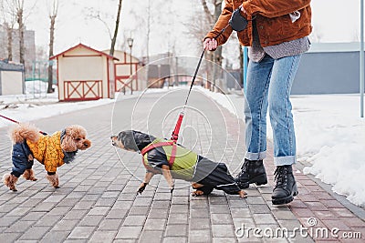 Aggressive, disobedient dog problems concept. Stock Photo