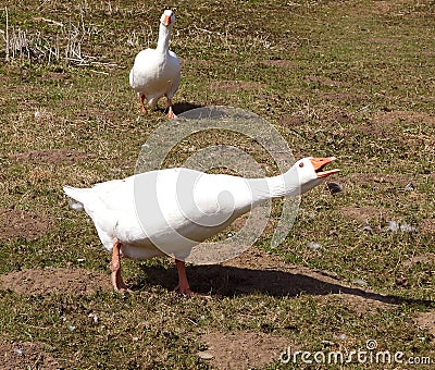 Aggressive domesticated goose screaming and hissing on other birds Stock Photo