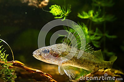 aggressive Eurasian ruffe, captive dominant wild freshwater fish, omnivore coldwater species, hornwort and elodea Stock Photo