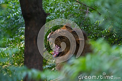 An Aggressive lion in jungle Stock Photo