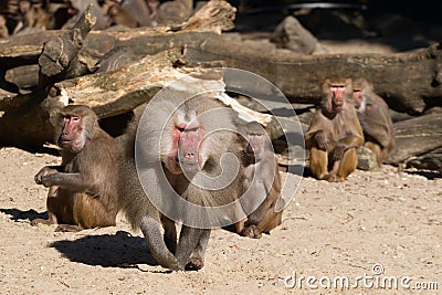 Aggressive male baboon defending group Stock Photo