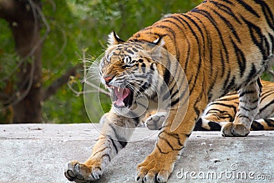 Aggressive male tiger in the jungle Stock Photo
