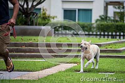 Aggressive rabies Labrador dog bite man Stock Photo