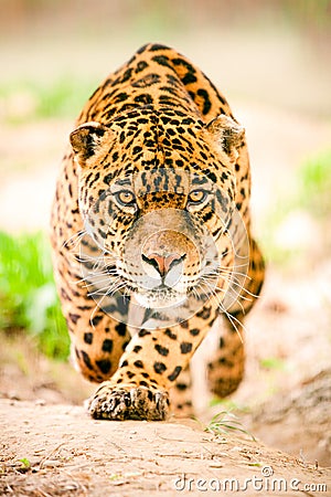 Jaguar in motion Stock Photo