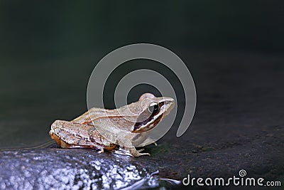 Agile Frog (Rana dalmatina) Stock Photo