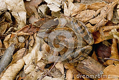 Agile Frog, Rana dalmatina mimicry in the leaves Stock Photo