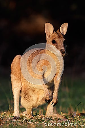 Agile Wallaby Stock Photo