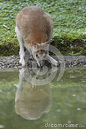 Agile wallaby Stock Photo