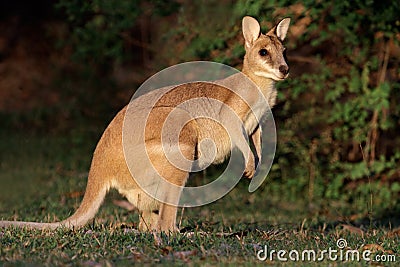 Agile Wallaby, Australia Stock Photo