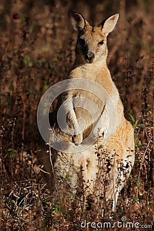 Agile Wallaby, Australia Stock Photo