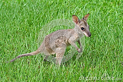 Agile wallaby joey, Kakadu National Park Stock Photo