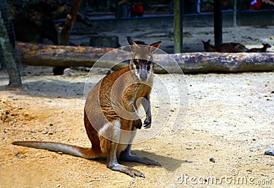 The agile wallaby Macropus agilis also known as the sandy wallaby Stock Photo