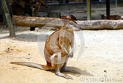 The agile wallaby Macropus agilis also known as the sandy wallaby Stock Photo