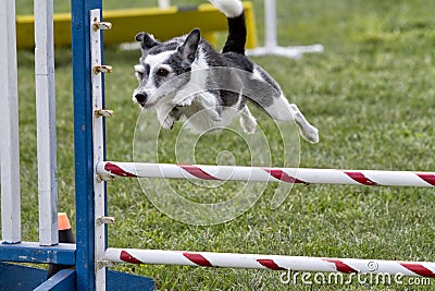 Agility Dog Going over a Jump Stock Photo