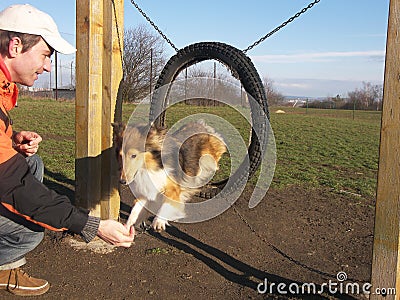 Agility dog sheltie Stock Photo