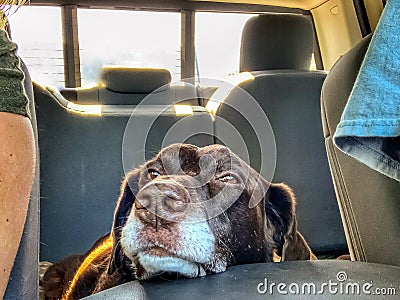 Aging Chocolate Labrador Retriever in car resting head on center console Stock Photo