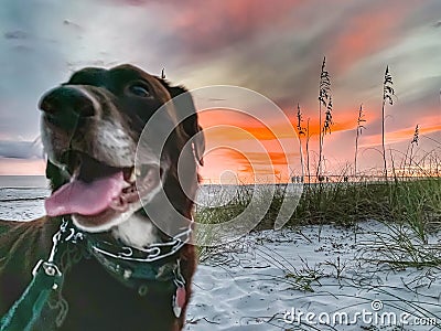 Aging Chocolate Labrador Retriever in prong collar on a white sand beach during an orange sunset Stock Photo