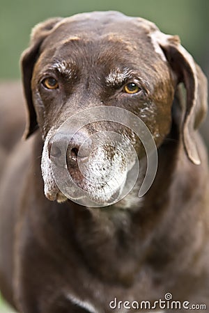 Aging Chocolate Labrador, Weimararner Cross breed Stock Photo