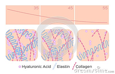 Aging skin level / hyaluronic acid / elastin / collagen Vector Illustration