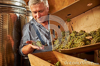Aging winery worker holding a cluster of white grapes Stock Photo