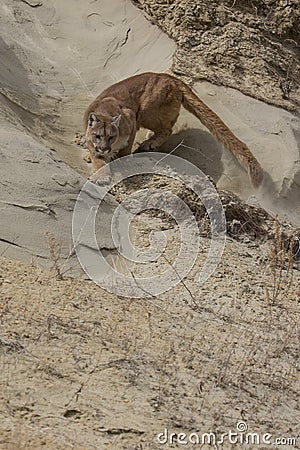 Agitated mountain lion stalking on ledge Stock Photo